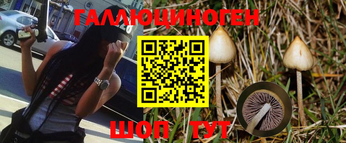 Псилоцибиновые грибы мицелий Сокол